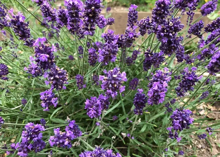 The Piano House * 칼로